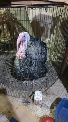 Kalkun jantan dewasa