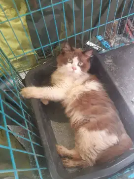 Kucing jenis ragdoll asli lepas adopsi murmer ada minus