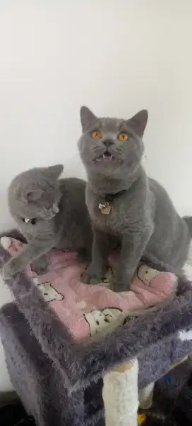 Kucing British shorthair sepasang