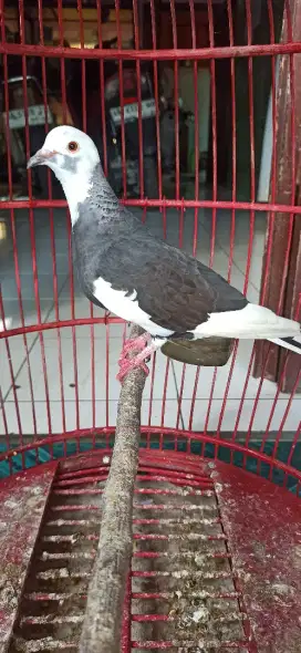 cuhu merpati cetrekan