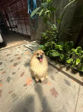 Anjing Minipom Betina umur 1.5 tahun Lincah Siap Kawin