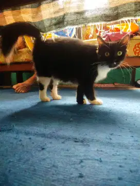 Kucing persia betina cakep murah