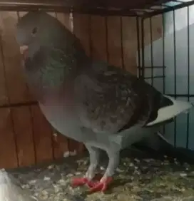 Burung dara bujangan warna cakep