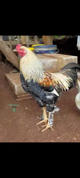 Jual ayam jago Brahma