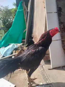 Jual ayam pamangon