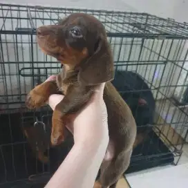 PUPPIES DACHSHUND / TEKEL