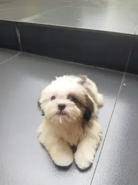 Anakan Anjing Shihtzu betina