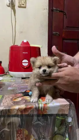 Anak anjing tea cup minipom super mini