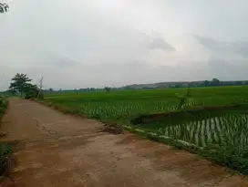 Dijual Murah Tanah Sawah 5237 m2 Pinggir Jalan Mobil di Karawang