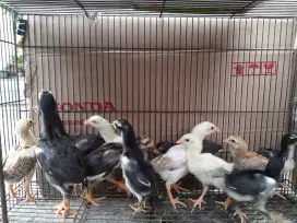 Jual cpt 12 anak ayam bangkok turunan bagus/ besar