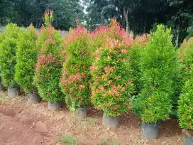 Pohon hias pucuk merah