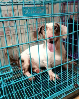 Jual anjing tekel