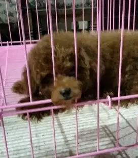 Jual anjing poodle