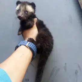 Musang bulan baby