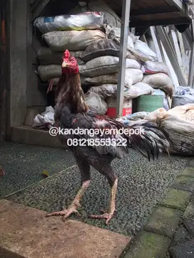 Ayam bangkok kelabu