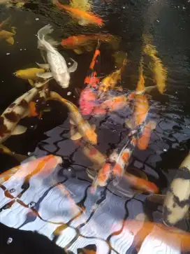 Ikan koi impor dan lokal