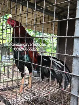 Ayam bangkok jantan muda