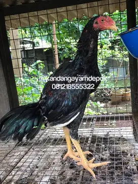 Ayam bangkok remaja