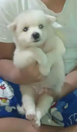 Anjing puppy mix alaskan malamute