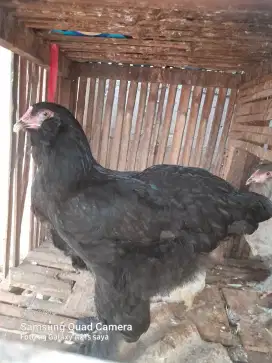 Ayam brahma.dewasa 5/6 bulan