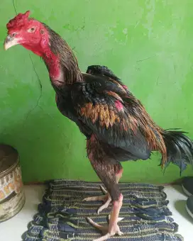 AYAM BANGKOK JENIS MANGON WARNA JALAK UMUR 11 BULAN