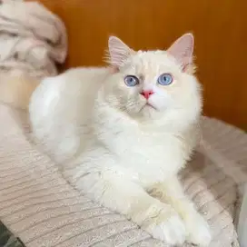 Kucing Ras Ragdoll Red Point