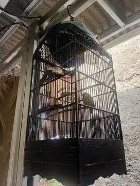 Burung cipow dan kandangnya