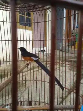 Burung murai batu ekor panjang 19