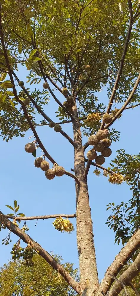 Kebun Durian Produktif Musangking dan Durian Oche