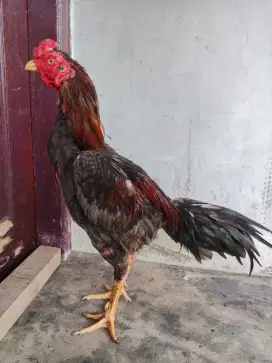 Ayam pamakhoyyy