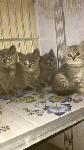 KITTEN BRITISH SHORTHAIR