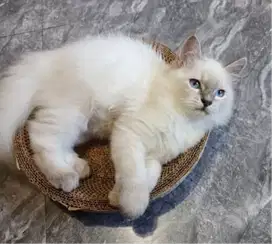 Kucing kitten Himalaya Ragdoll Blue eyes