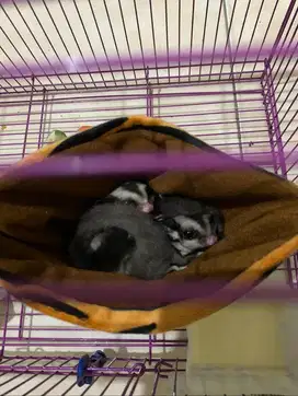 Sepasang Sugar glider WF white face dan CG classic gray