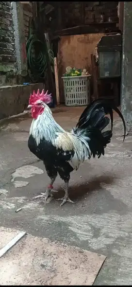 ayam ketawa bandung