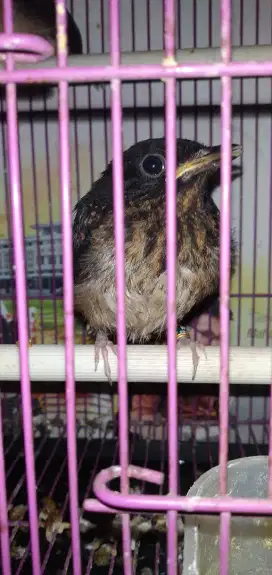 Anak burung murai batu satu ekor.