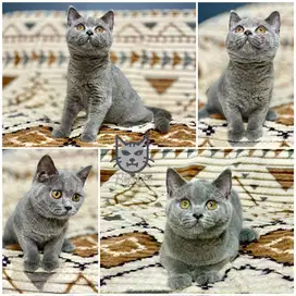 Kucing BSH (British Shorthair - BRI): Blue Solid - Betina 4 Bulan