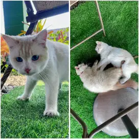 Kucing lucu dan imut