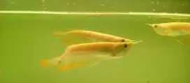 Ikan arwana silver albino