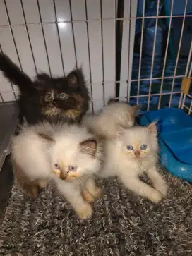 Kucing persia Himalaya jantan dan betina