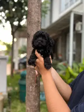 Female Toy Poodle Black