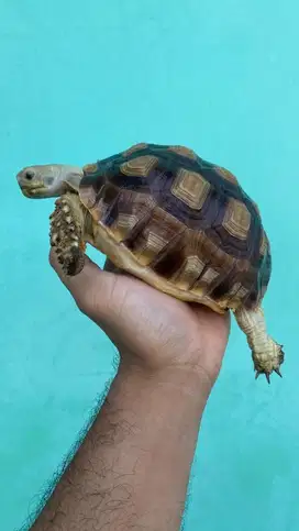 Sulcata 16cm smooth MURAH