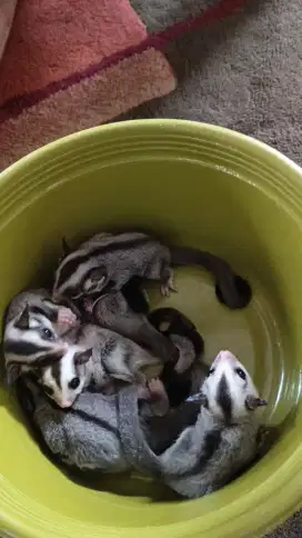 Sugar glider classic grey