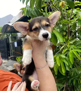 Dijual Puppy/Anakan Anjing Pembroke Welsh Corgi Jantan Betina 3 color