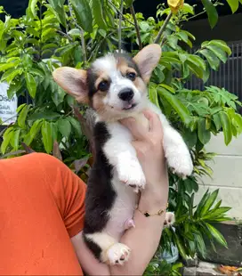 Dijual Puppy/Anakan Anjing Pembroke Welsh Corgi Jantan Betina 3 color