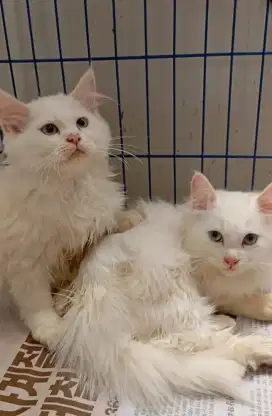 Kitten himalaya sepasang