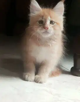 kucing mainecoon jantan