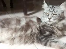 mainecoon indukan betina lineped cfa