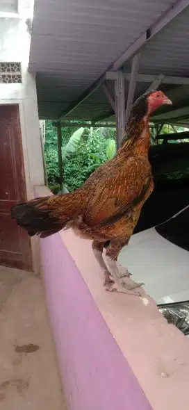 Ayam betina bertaji shamo Jepang batik jos bagus siap produksi  TKo