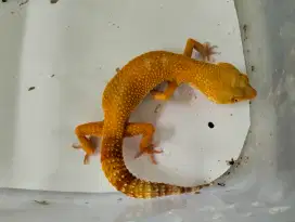 Leopard Gecko Dewasa