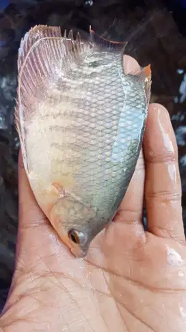 SEDIA BIBIT IKAN GURAME SOANG